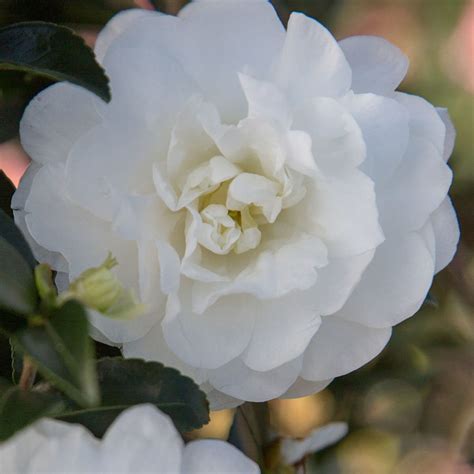 Fall in Love with the October Magic Ivory Camellia's Delicate Charm